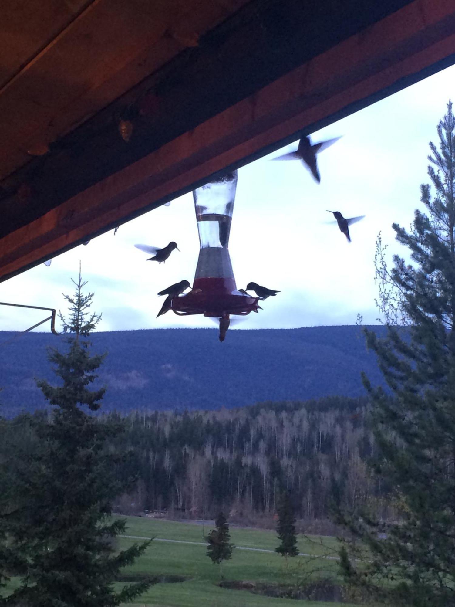 קלירווטר Helmcken Falls Lodge Cabin Rooms And Rv Park מראה חיצוני תמונה